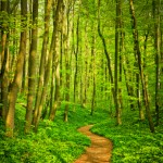Finding the way to relief calmness and restoration