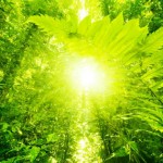 Beautiful Nature