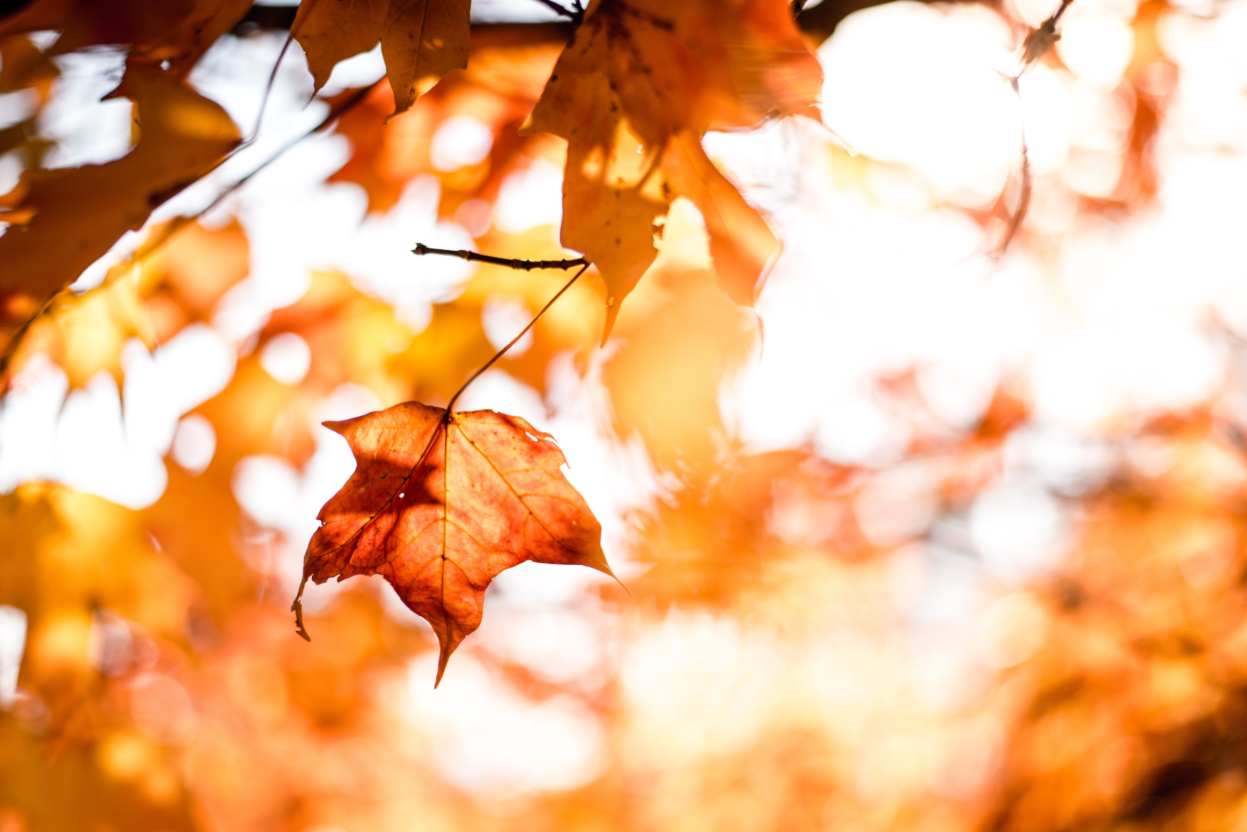 From Scattered to Centered: 3 Quick Tools for Fall Calm